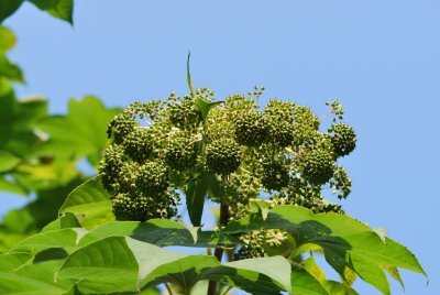 Kalopanax pictus - dlanitec pestrý - nezralé plodenství